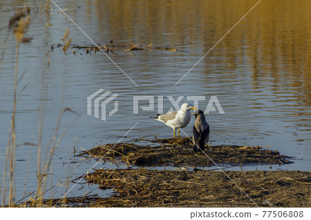Meeting of a seagull and a crow on a wild lake. Joint interaction of different species of fauna representatives. Meeting of a seagull and a crow on a wild lake. Joint interaction of different species of fauna representatives. 77506808