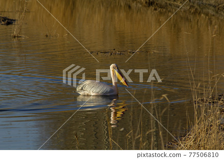 An African pink pelican made a temporary landing on a Siberian lake during flying from Africa to Kazakhstan. 77506810