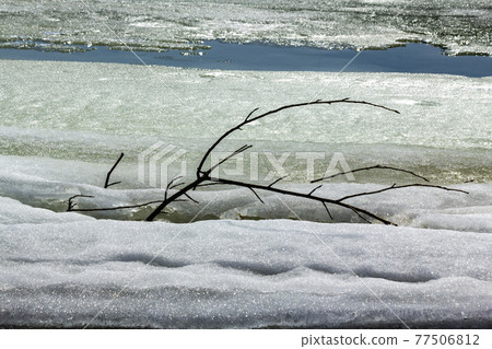 Melting ice on a spring river. An old tree branch stuck in ice. Melting ice on a spring river. An old tree branch stuck in ice. 77506812