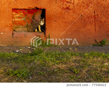 A lonely homeless cat looks out from the basement of an apartment building. Pet protection concept. A lonely homeless cat looks out from the basement of an apartment building. Pet protection concept. 77506822