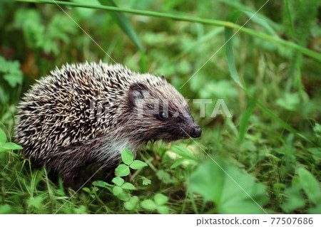 Cute little hedgehog in the forest closeup. Gray prickly hedgehog on a green background, macro.Beautiful hedgehog with a wet nose in the grass in the garden. Side view. 77507686