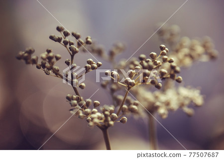 Meadowsweet on pastel purple background with bokeh. Beautiful purple floral summer background. White buds meadowsweet, filipendula, spiraea, ulmaria close up. Flower for postcard, greeting card. Meadowsweet on pastel purple background with bokeh. Beautiful purple floral summer background. White buds meadowsweet, filipendula, spiraea, ulmaria close up. Flower for postcard, greeting card. 77507687
