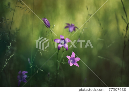 Natural field background. Campanula patula, bluebell, campanula in the field. Beautiful summer meadow background. Summer wildflowers on a sunny day Natural field background. Campanula patula, bluebell, campanula in the field. Beautiful summer meadow background. Summer wildflowers on a sunny day 77507688