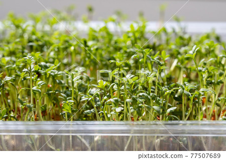 Micro green close up. Germination of cress seeds. Sprouted watercress salad microgreens. Home garden. Vegan food. Micro green close up. Germination of cress seeds. Sprouted watercress salad microgreens. Home garden. Vegan food. 77507689