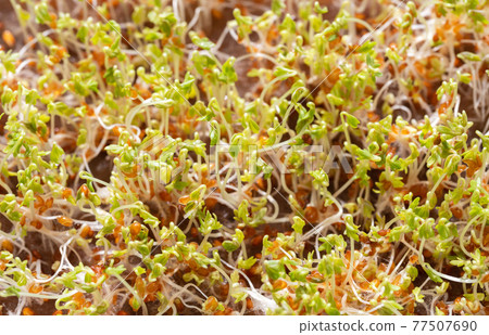 Microgreens. Young sprouts of watercress salad. Growing micro greens at home. Germinated seeds background close up. 77507690