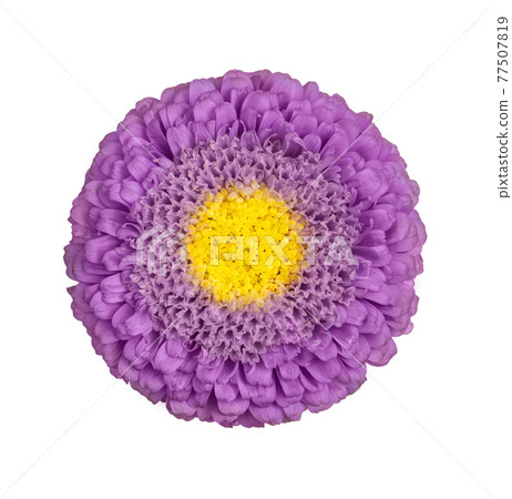 Beautiful lilac Aster flower isolated on white background. Callistephus chinensis with bright purple petals and yellow middle. Aster close up. Beautiful lilac Aster flower isolated on white background. Callistephus chinensis with bright purple petals and yellow middle. Aster close up. 77507819