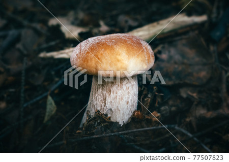 Beautiful boletus edulis on a dark background in the forest close-up. Edible tasty mushroom penny bun, porcini, cep, porcino, king boletus macro. Mushroom with brown hat in the forest. Beautiful boletus edulis on a dark background in the forest close-up. Edible tasty mushroom penny bun, porcini, cep, porcino, king boletus macro. Mushroom with brown hat in the forest. 77507823