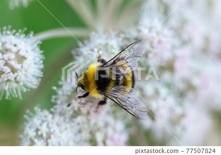 A furry striped bumblebee sits on a poisonous white flower of a water Hemlock on a green background. Textured wings. Close up, top view, macro. Poisonous plant. A furry striped bumblebee sits on a poisonous white flower of a water Hemlock on a green background. Textured wings. Close up, top view, macro. Poisonous plant. 77507824