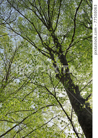 福島縣只見町陽光療愈林山毛櫸林 福島縣只見町陽光療愈林山毛櫸林 77508063