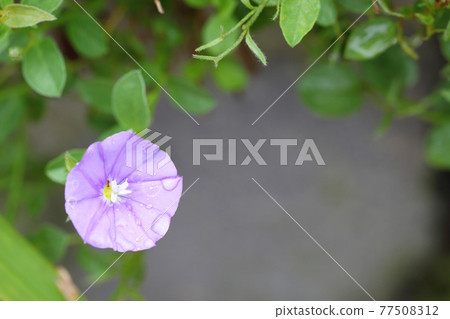 Convolvulus flowers, ants and raindrops 77508312