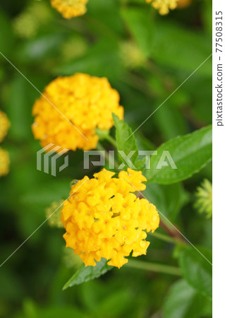 Lantana yellow flowers and raindrops Lantana yellow flowers and raindrops 77508315