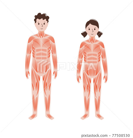 Human muscular system 77508530