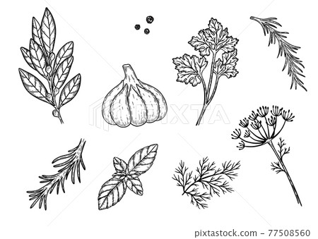 Spices sketches set. Hand drawn dill, parsley, garlic, basil. Cooking ingredients concept. 77508560