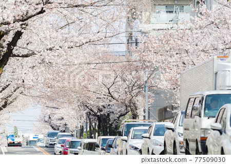 [Fujigaoka] Cityscape of cherry blossom trees 77509030