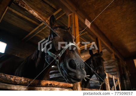 Close-up portrait of two brown horses in a wooden stable, natural light 77509057
