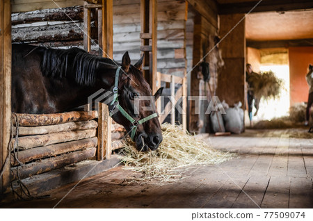 In the wooden stable on the ranch, lunch begins, the owner distributes hay to his horses In the wooden stable on the ranch, lunch begins, the owner distributes hay to his horses 77509074