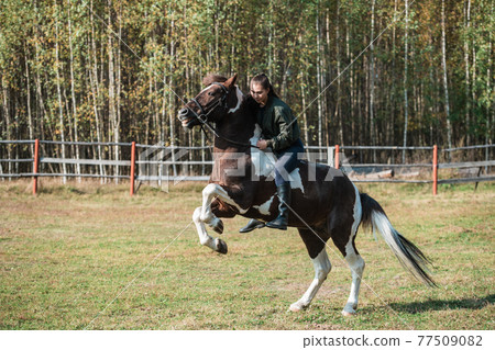 The horse stands beautifully on its hind legs with the rider on its back during dressage at the ranch 77509082