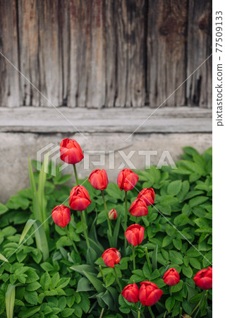 Red tulips growing in the garden near the barn. 77509133