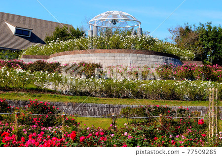 Kayonara rose garden Kayonara rose garden 77509285