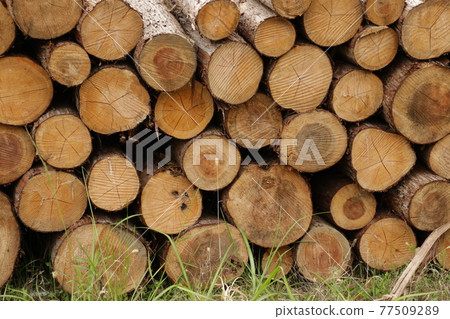 Stacked logs Stacked logs 77509289