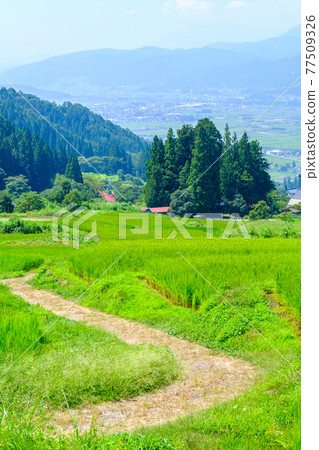 Rice terraces in Fukushima (Iiyama City) 77509326