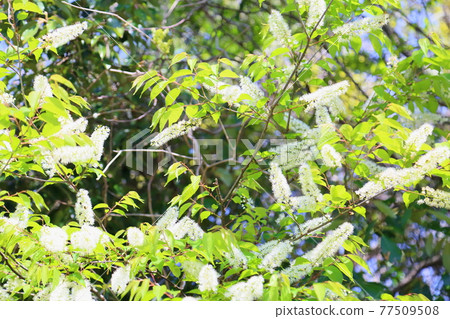Uwamizuzakura flowers Uwamizuzakura flowers 77509508