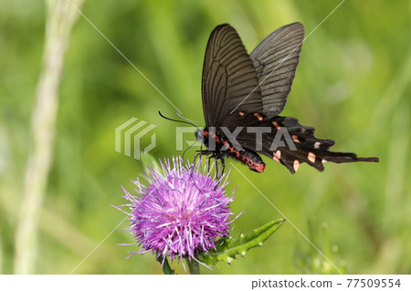 Chinese windmill sucking on the flowers of Cirsium japonicum 77509554