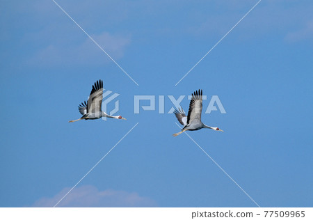 White-naped crane flying in the blue sky (Izumi City, Kagoshima Prefecture) 77509965