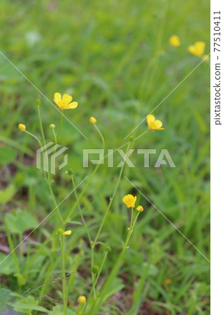 Spring flowers, buttercups Spring flowers, buttercups 77510411