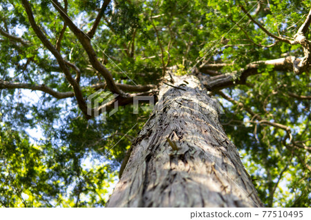 Looking up at the cypress Looking up at the cypress 77510495