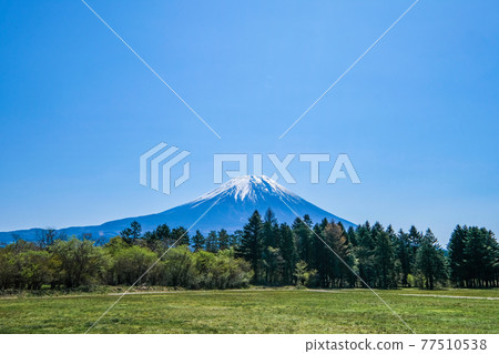 靜岡縣朝霧高原的富士山 77510538