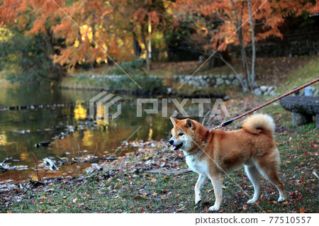 柴犬,散步 柴犬,散步 77510557