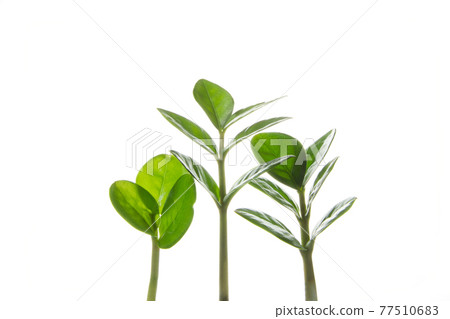 Three growing sprouts Three growing sprouts 77510683