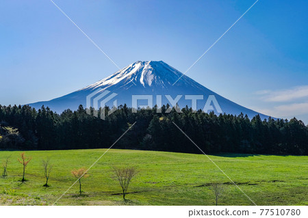靜岡縣朝霧高原的富士山 77510780