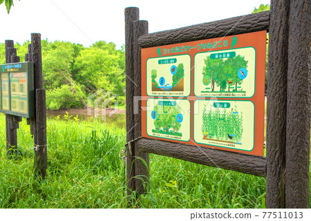 The arrival of spring, green scenery, Mitamatanuma biotope The arrival of spring, green scenery, Mitamatanuma biotope 77511013