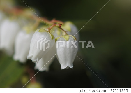 Japanese andromeda neat white flower grain close-up 77511295