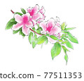 杜鵑花圖 77511353