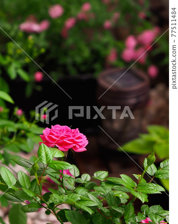 玫瑰盛開在陽台上 77511484