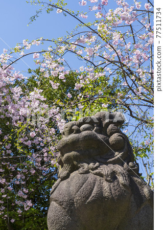 [東京墨田區]牛島神社的守護犬和櫻花 77511734