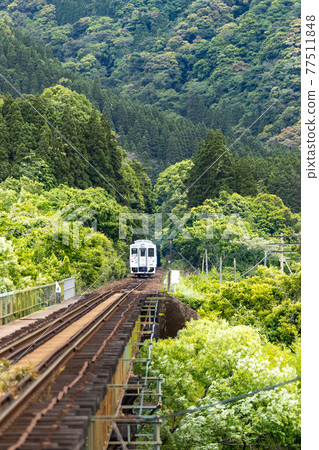 Nichinan Line limited express "Umisachi Yamasachi" running through the tunnel and in the fresh green mountains 77511848
