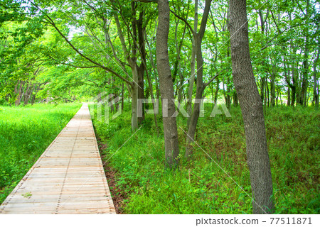 The arrival of spring, green scenery, Mitamatanuma biotope 77511871
