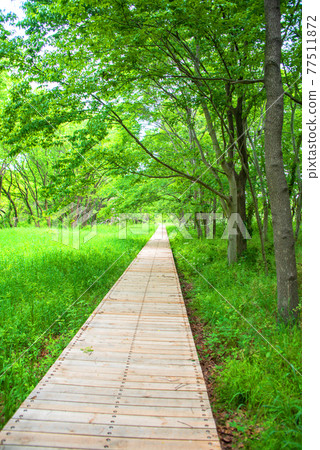 The arrival of spring, green scenery, Mitamatanuma biotope 77511872