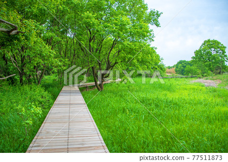 The arrival of spring, green scenery, Mitamatanuma biotope The arrival of spring, green scenery, Mitamatanuma biotope 77511873