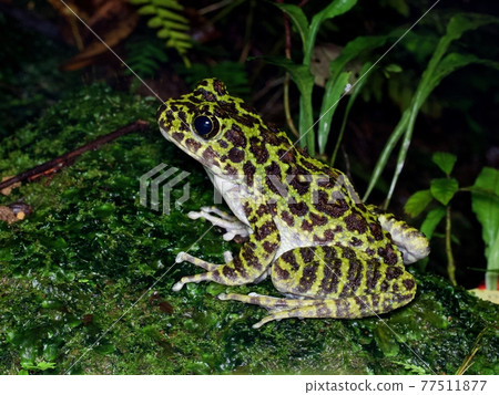 Ishikawa's frog (side / horizontal) Ishikawa's frog (side / horizontal) 77511877