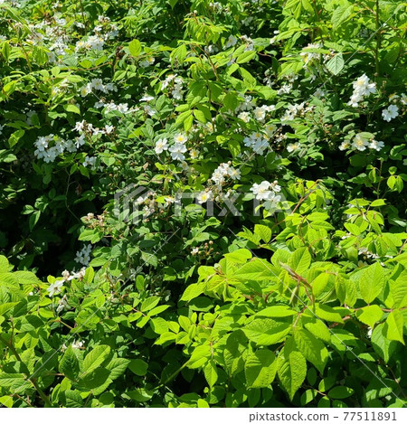 Wild strawberry flowers 77511891