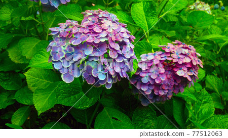 Purple hydrangea up Purple hydrangea up 77512063