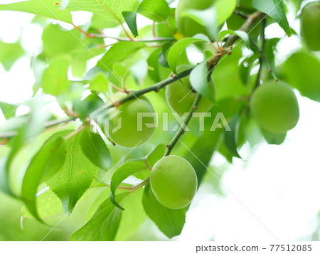 新鮮的綠色和李子水果 77512085