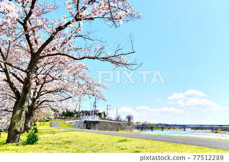 View toward Hamura Dam from the vicinity of Sakurazutsumi Park (Hamura City, Tokyo) [2020.4] 77512289