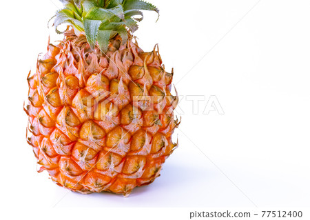 Bogor pine torn and eaten Bogor pine torn and eaten 77512400