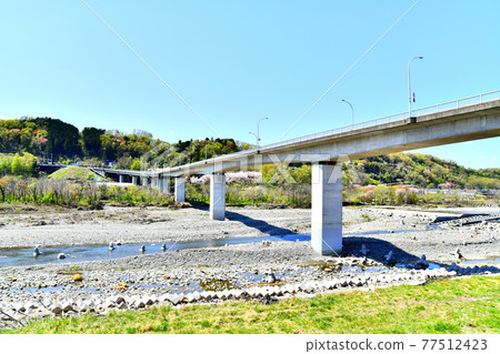 從羽村市一側看羽村大橋/多摩川下游（東京都羽村市）[2020.4] 77512423